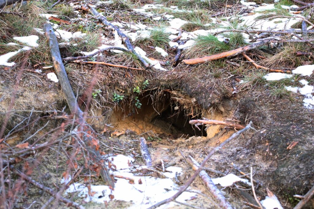 Nora wilka szarego fot. Rafał Borzyszkowski