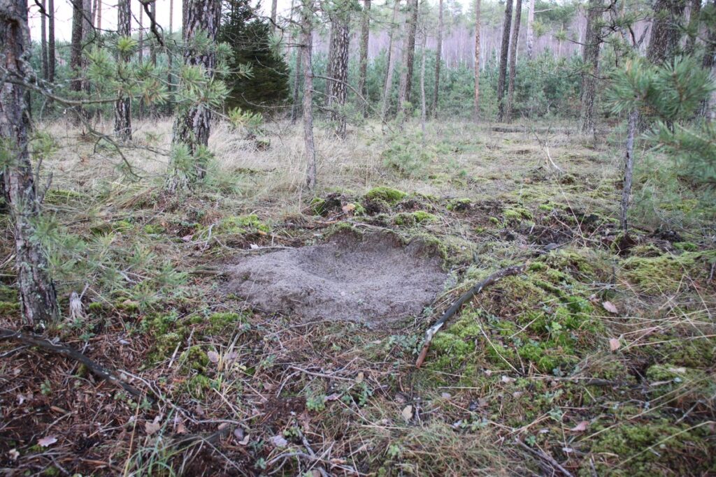 Legowisko wilka szarego fot. Rafał Borzyszkowski