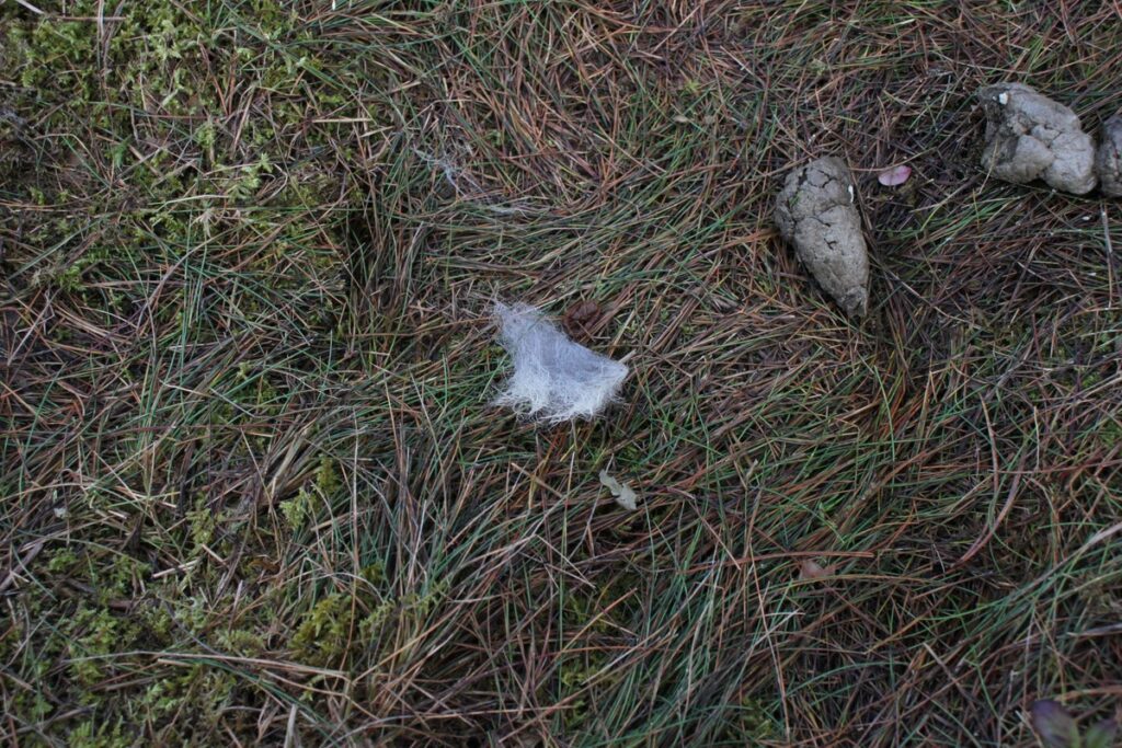 Odchody i sierść wilka szarego fot. Rafał Borzyszkowski