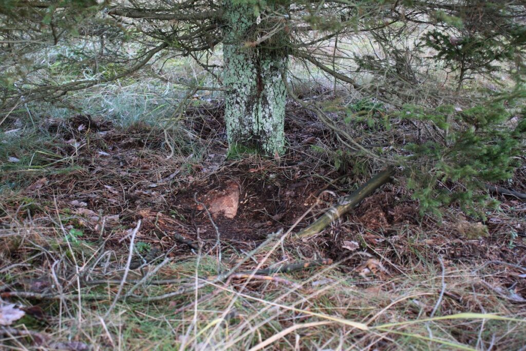 Legowisko wilka szarego fot. Rafał Borzyszkowski