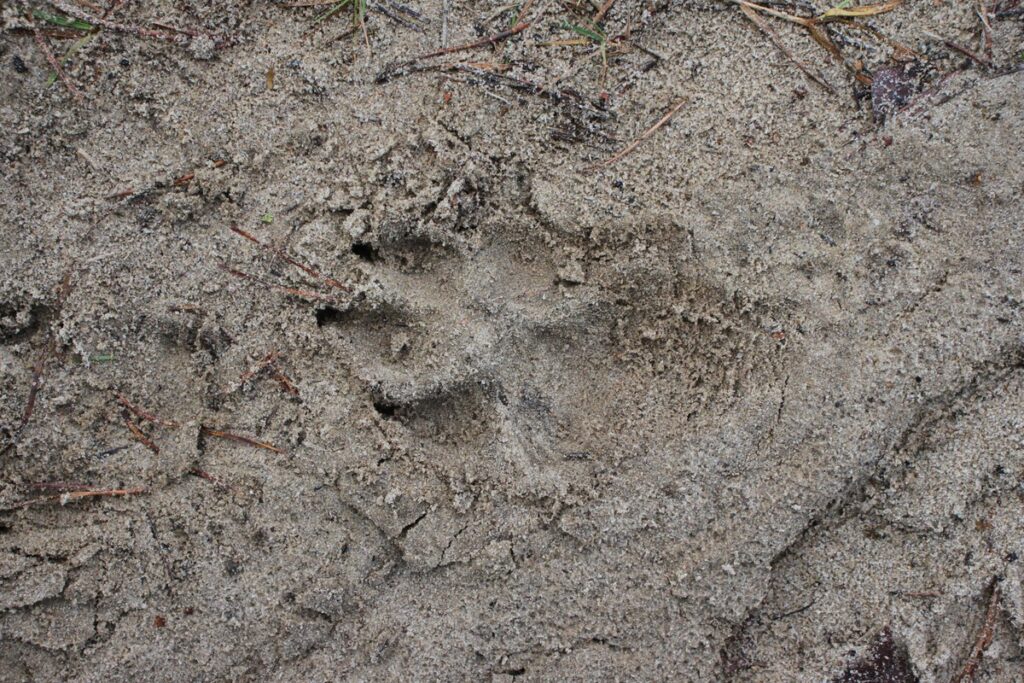 Trop wilka szarego fot. Rafał Borzyszkowski