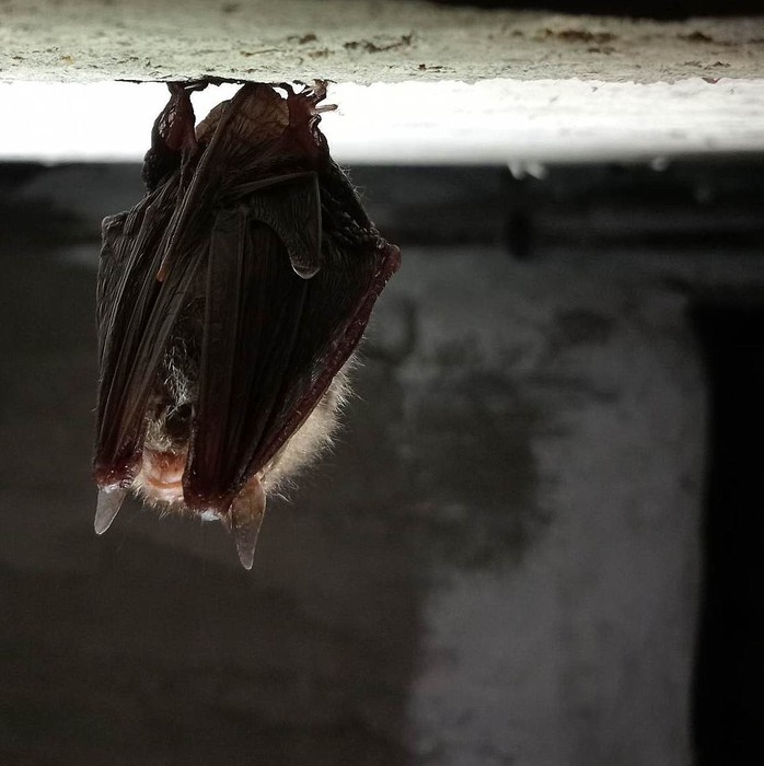 Gacek brunatny Fot. Rafał Borzyszkowski