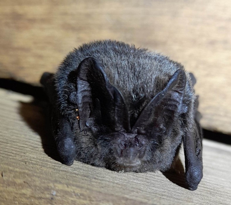 Mopek zachodni Fot. Dorota Borzyszkowska