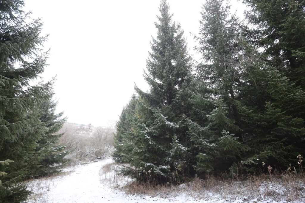 Marszałkowi Piotrowi Całbeckiemu podczas wyboru choinki towarzyszyły dzieci z gminy Unisław, fot. Mikołaj Kuras dla UWMKP