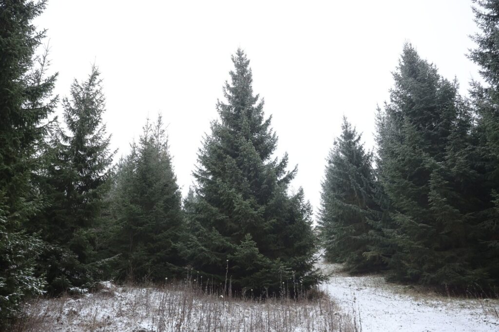 Marszałkowi Piotrowi Całbeckiemu podczas wyboru choinki towarzyszyły dzieci z gminy Unisław, fot. Mikołaj Kuras dla UWMKP