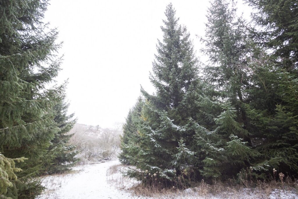 Marszałkowi Piotrowi Całbeckiemu podczas wyboru choinki towarzyszyły dzieci z gminy Unisław, fot. Szymon Zdziebło/tarantoga.pl dla UWMKP