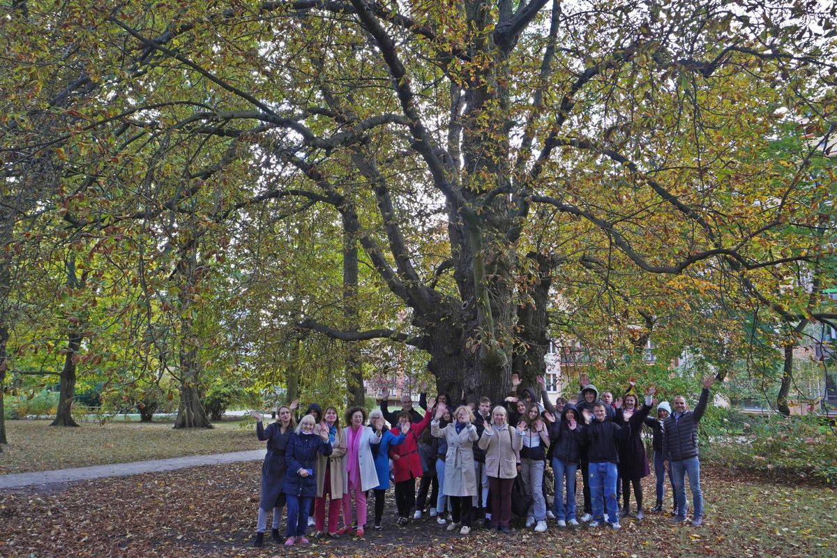 Kasztanowiec z Bydgoszczy