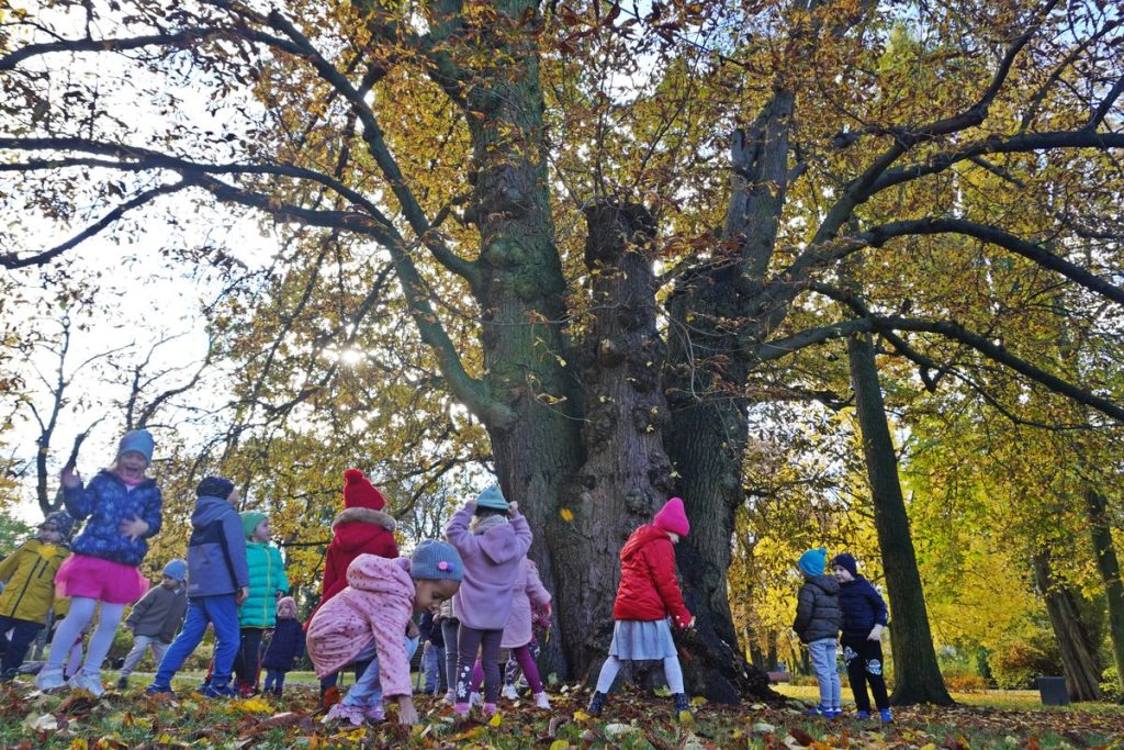 Kasztanowiec z Bydgoszczy