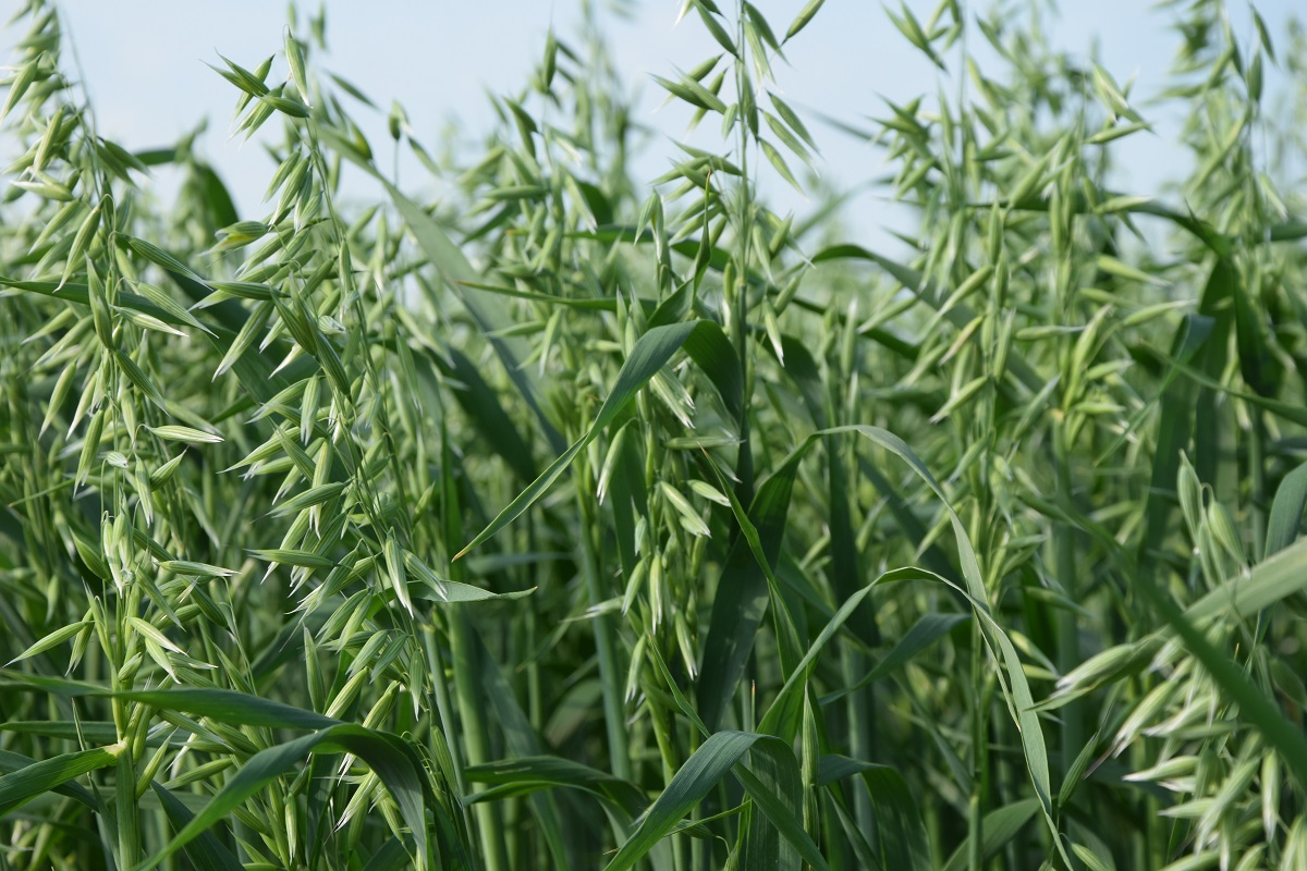 Doświadczalna porejestrowa odmiana zboża, fot. Daniel Krauklis