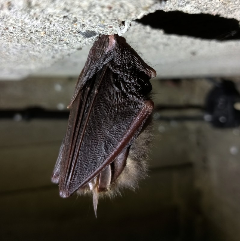 Gacek brunatny, fot. Rafał Borzyszkowski