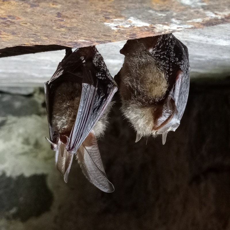 Gacki brunatne, fot. Rafał Borzyszkowski