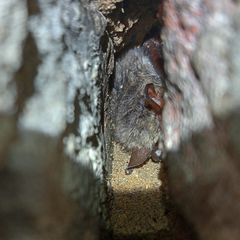 Nocek Natterera, fot. Rafał Borzyszkowski