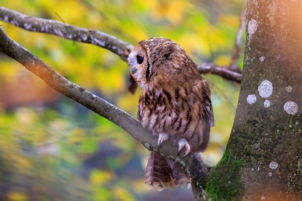 Puszczyk fot. Piotr Szumigaj