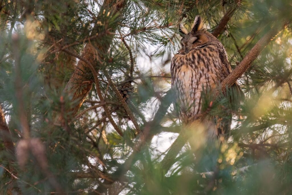 Uszatka fot. Piotr Szumigaj