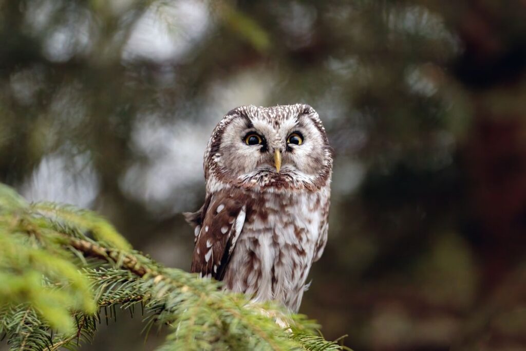 Włochatka fot. Piotr Szumigaj