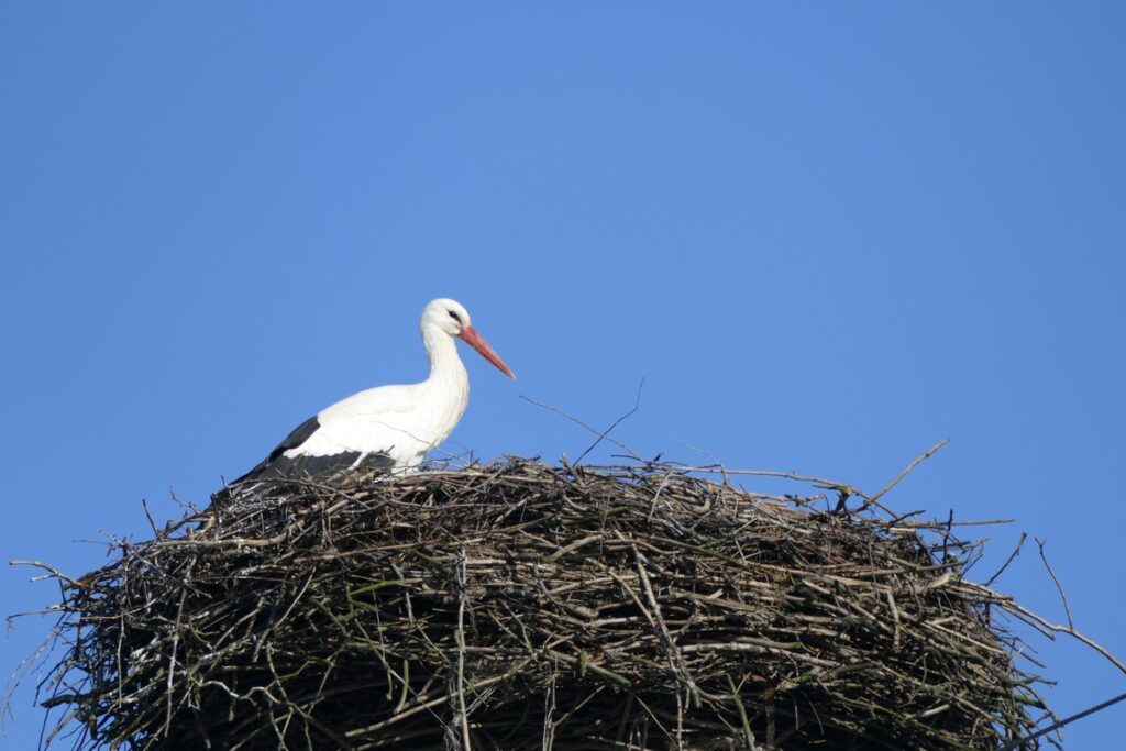 fot. Krzysztof Wojtkowiak KPK