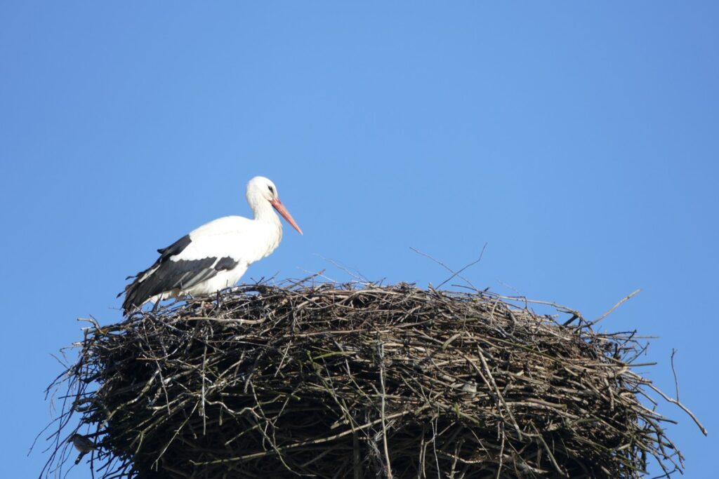 fot. Krzysztof Wojtkowiak KPK