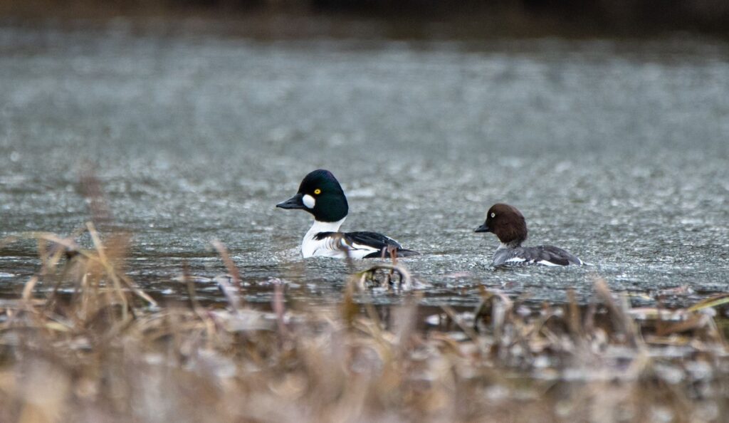 Gągoły (fot. Krzysztof Pokrętowski)