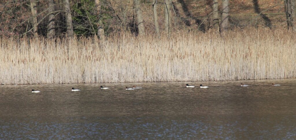 Nurogęsi (fot. Krzysztof Pokrętowski)