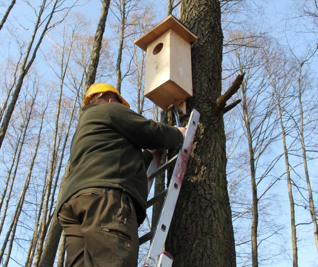 Serwis budki lęgowej (fot. Krzysztof Pokrętowski)