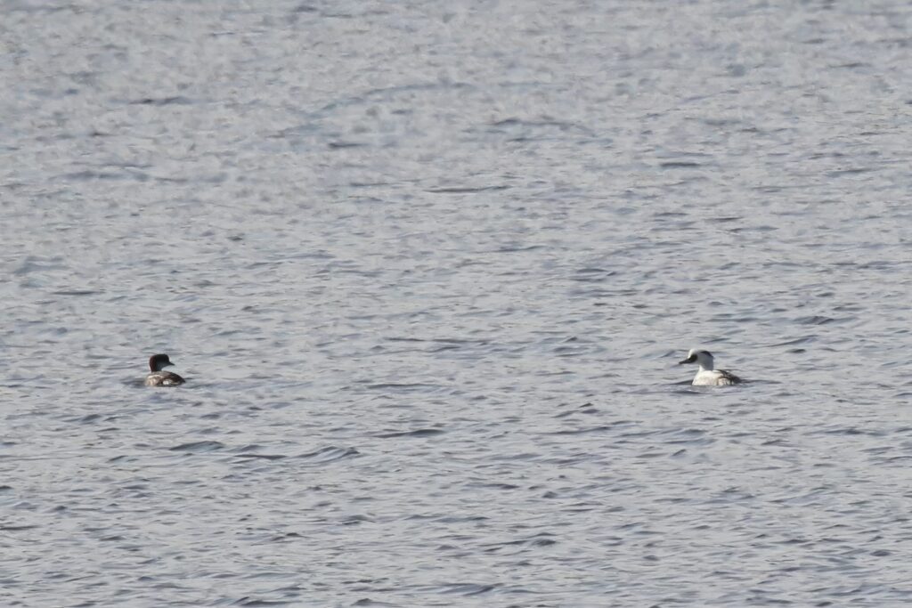 Tracz Bielaczek (fot. Krzysztof Pokrętowski)