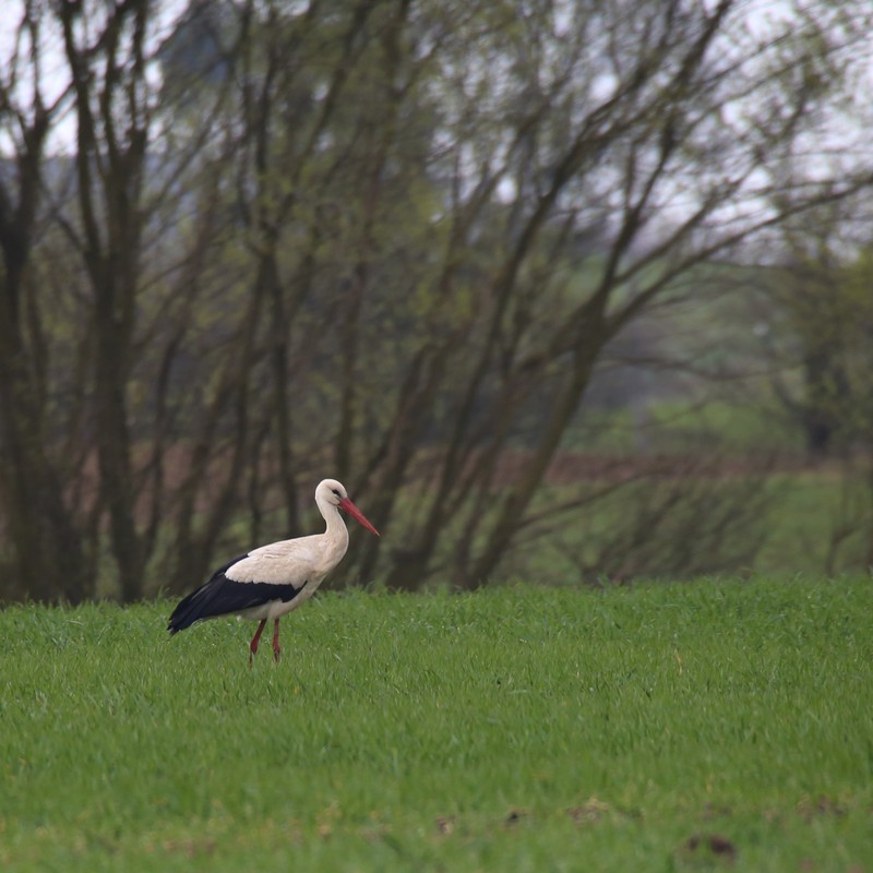 Bocian biały fot. Rafał Borzyszkowski
