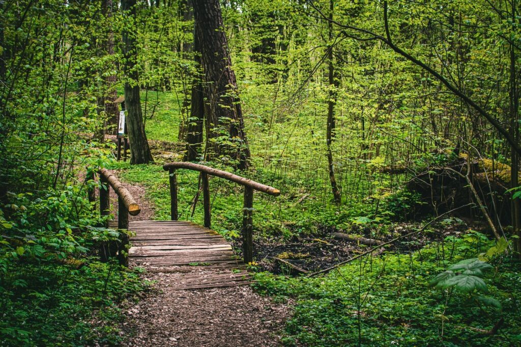 Mostek nad potokiem w rez. Szumny Zdrój, fot. GLPK