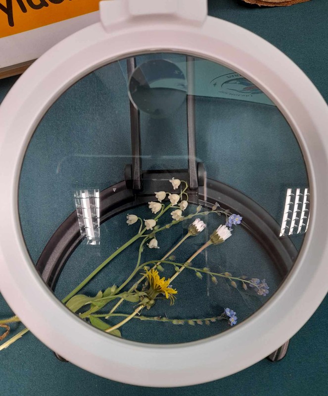 kwiaty kwitną dla owadów, fot. D. Borzyszkowska