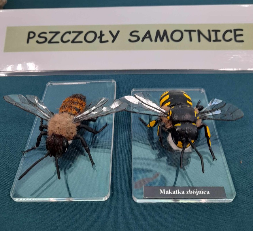 makatka i murarka, fot.D. Borzyszkowska