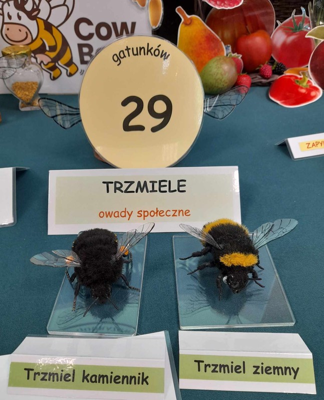 trzmiele przedstawiciele dzikich pszczół, fot.D. Borzyszkowska