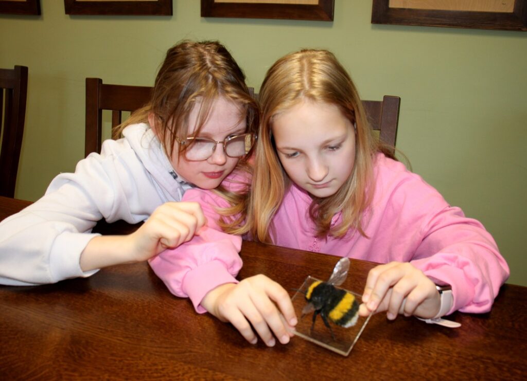 bliskie spotkanie z owadami, fot.D. Borzyszkowska