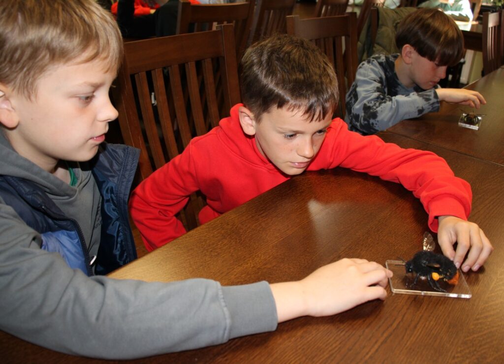 w Polsce żyje 29 gatunków trzmieli, fot.D. Borzyszkowska