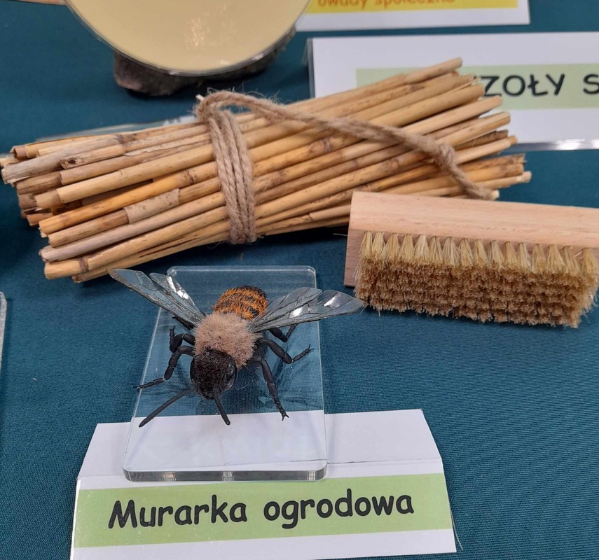 murarka ogrodowa ma szczotkę, fot.D. Borzyszkowska