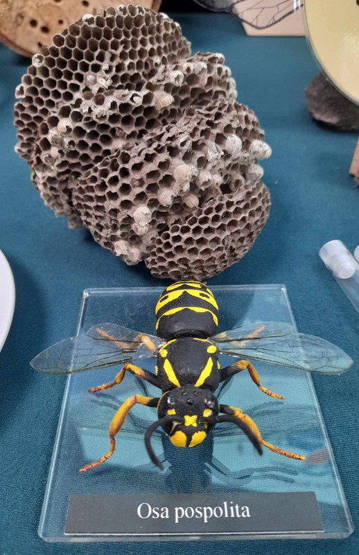 osa też jest zapylaczem, fot.D. Borzyszkowska