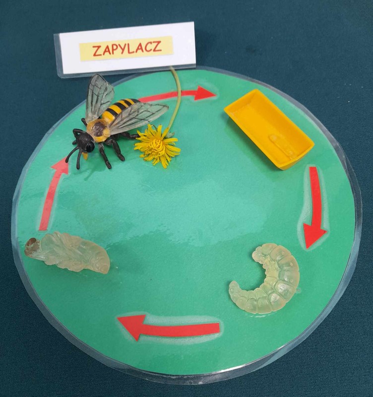 owady się przeobrażają, fot.D. Borzyszkowska