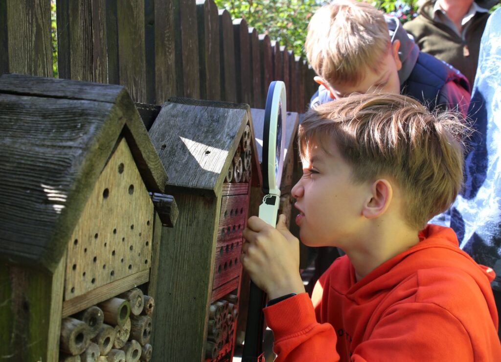 podglądamy gniazda pszczół samotnic, fot.D. Borzyszkowska