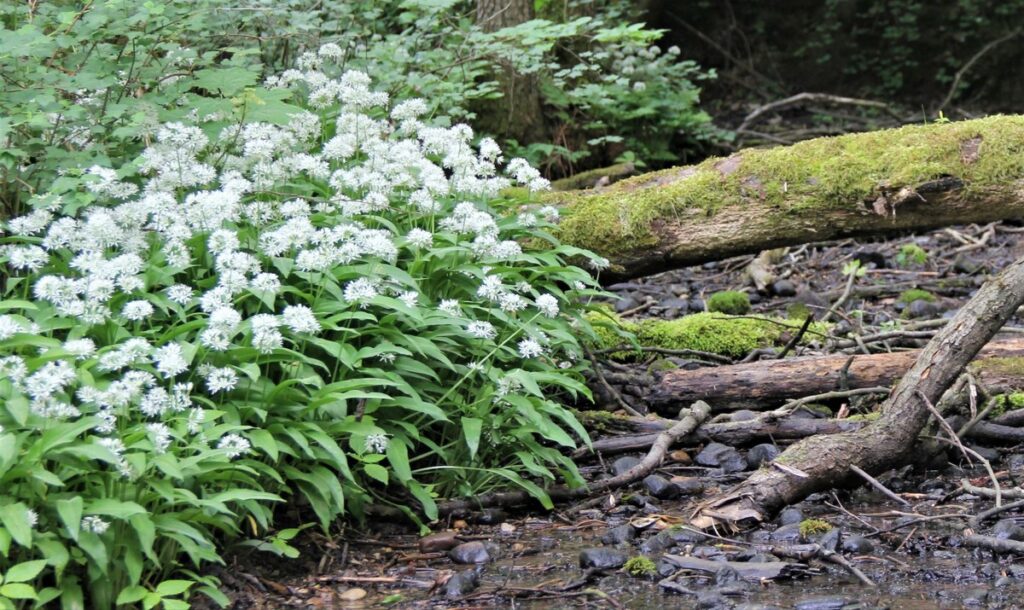 Czosnek niedźwiedzi (fot. GLPK)