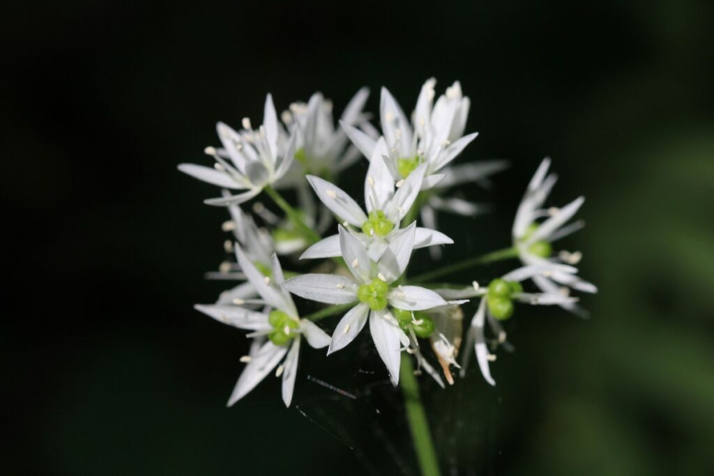 Kwiatostan czosnku niedźwiedziego (fot. GLPK)