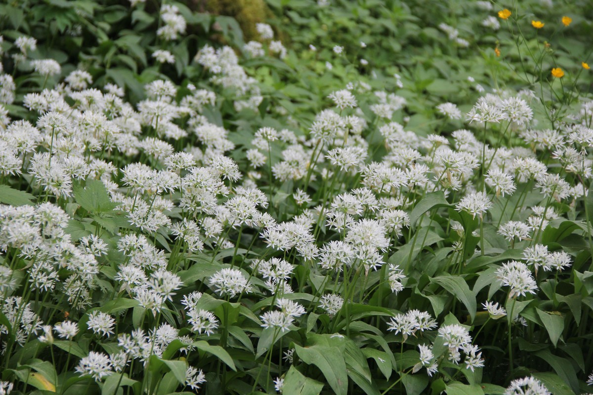 Łany czosnku (fot. GLPK)