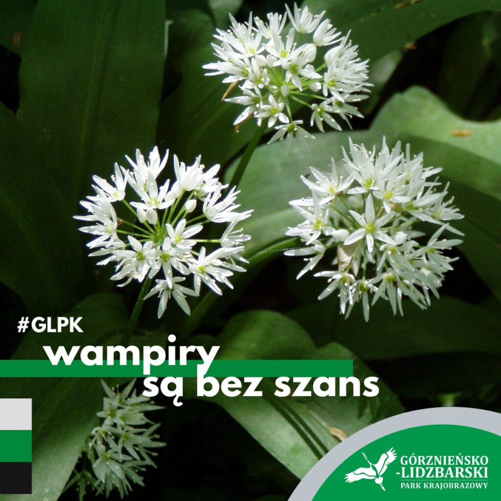 Poniedziałek z GLPK