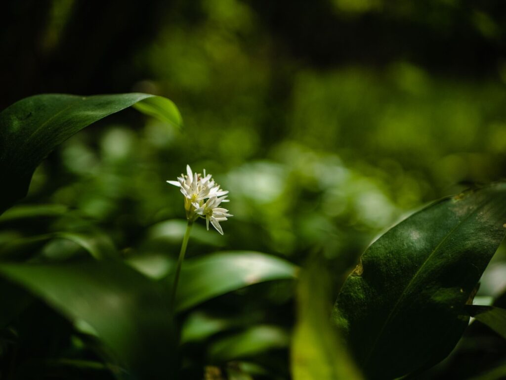 Poranek w Szumnym Zdroju (fot. GLPK)