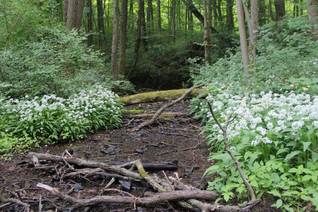 Źródlisko przy ścieżce do Szumnego Zdroju (fot. GLPK)