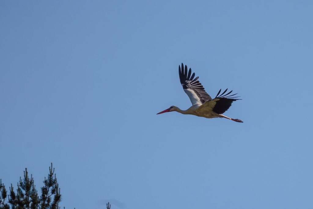 Bocian biały w locie (fot. Krzysztof Pokrętowski GLPK)