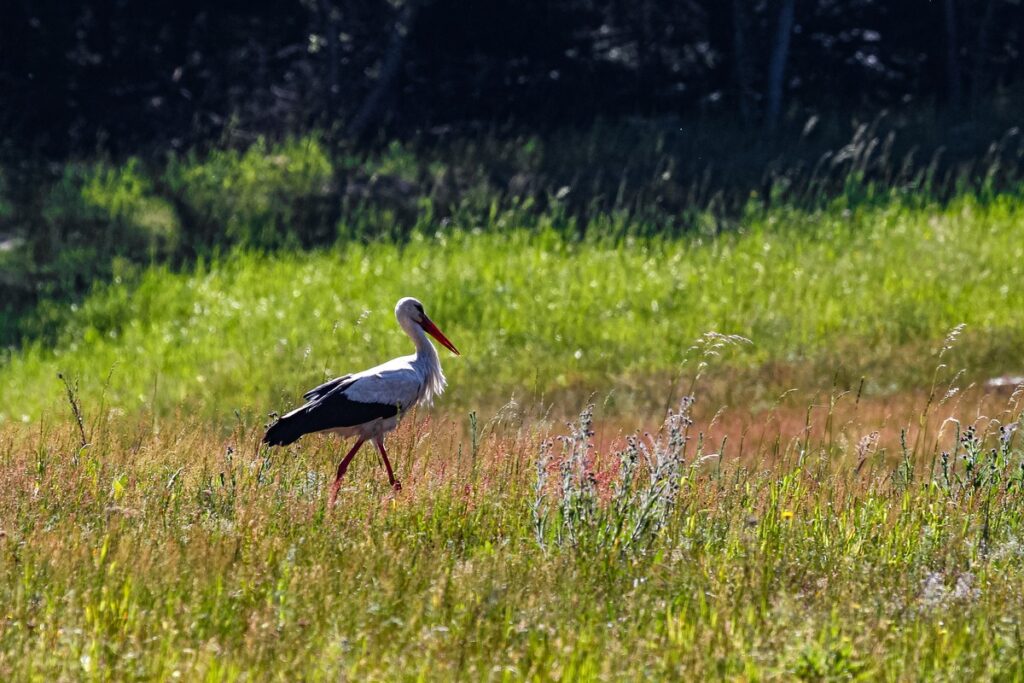Spacer po łące (fot. Krzysztof Pokrętowski GLPK)