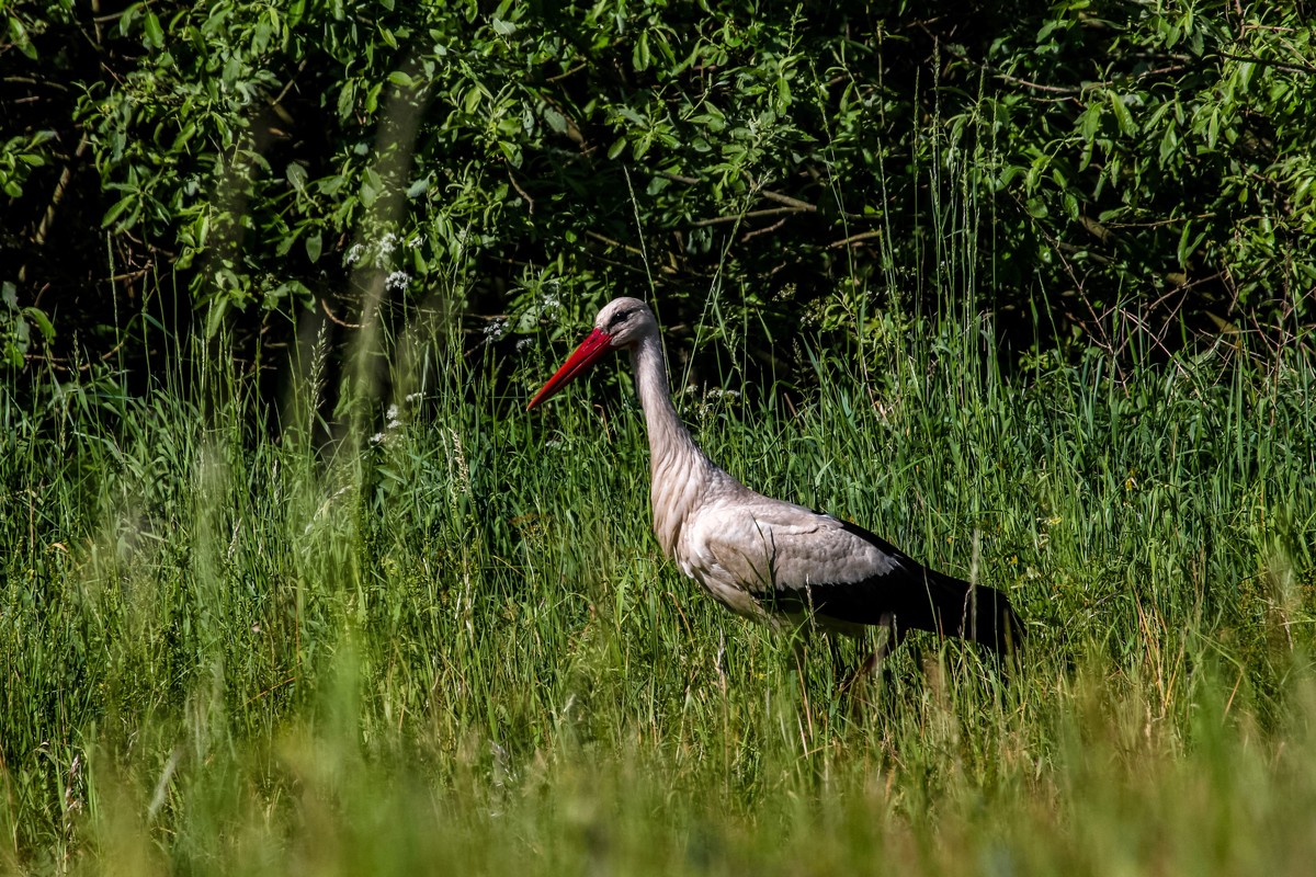 W poszukiwaniu pożywienia (fot. Krzysztof Pokrętowski GLPK)