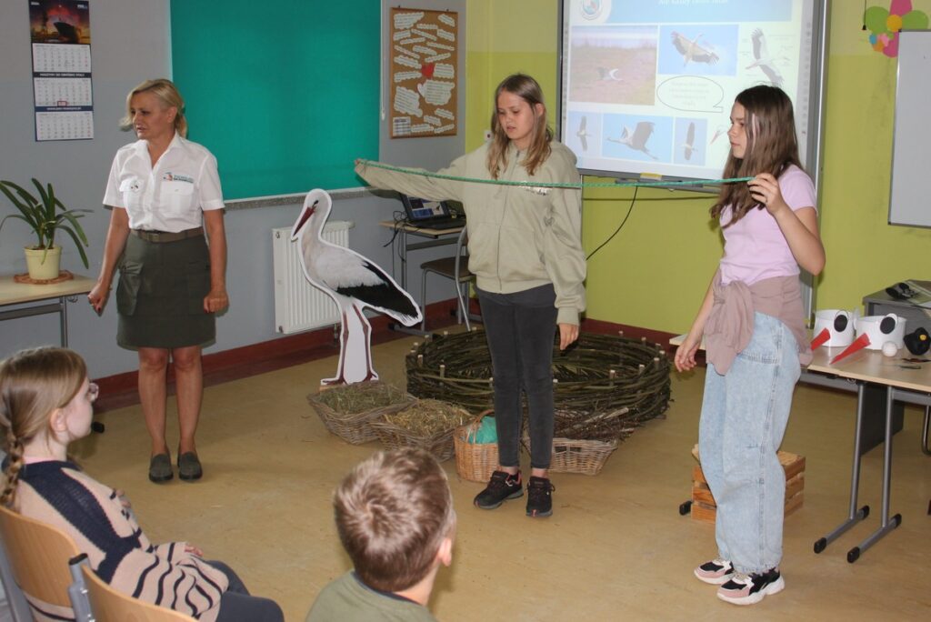 sprawdzamy rozpiętość skrzydeł bociana białego, fot. R. Borzyszkowski