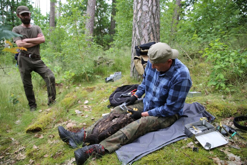 Obrączkowanie bielików, fot. R. Borzyszkowski