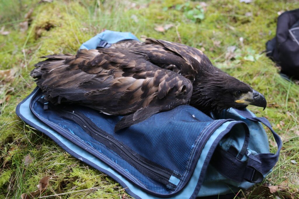 Obrączkowanie bielików, fot. R. Borzyszkowski