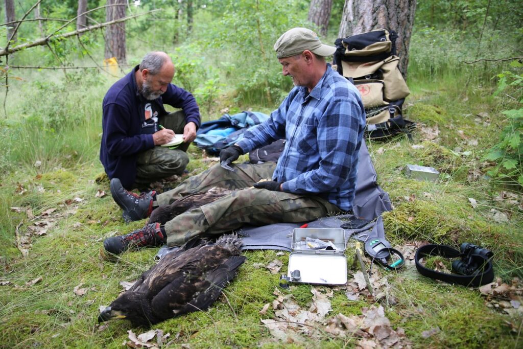 Obrączkowanie bielików, fot. R. Borzyszkowski