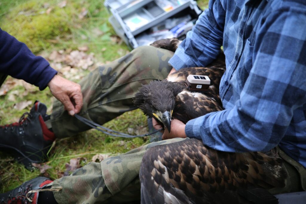 Obrączkowanie bielików, fot. R. Borzyszkowski